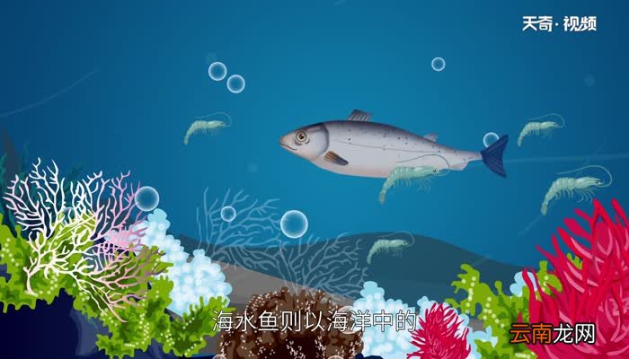 淡水鱼和海水鱼有什么区别淡水鱼和海水鱼有什么不同
