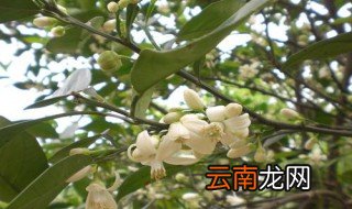 梦到橘子花开会怎么样 分几种情况说明