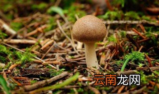 梦见采蘑菇是什么寓意解梦 梦见采蘑菇好不好呢