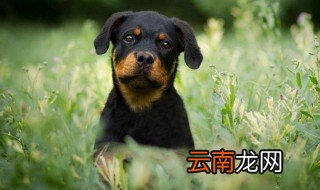 梦见狗对着我叫是什么意思 梦见狗对我叫预示什么