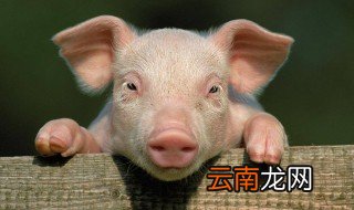 梦见和猪说话是什么兆头 梦见和猪说话好不好