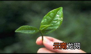 孕中期梦见采茶叶是什么预兆 分几种情况说明