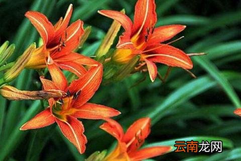 萱草种子的种植方法
