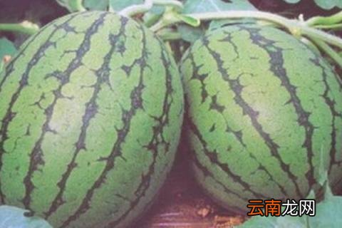 西瓜幼果发黑咋回事