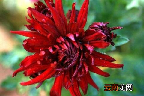 纳豆红菊的功效与作用