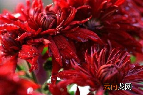 纳豆红菊的功效与作用
