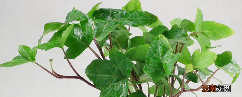 常青藤换盆注意事项