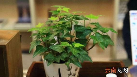 常青藤换盆注意事项