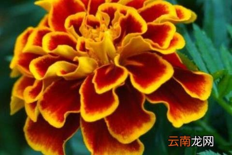 孔雀草的繁殖方法