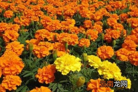 孔雀草的繁殖方法