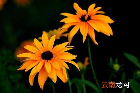 黑心菊种子发芽方法
