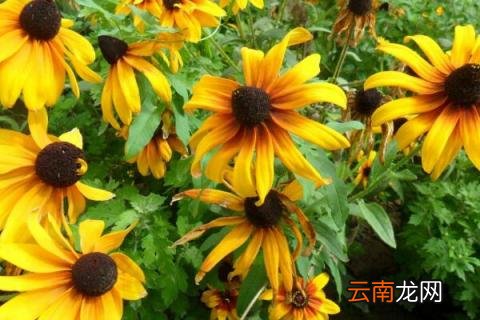黑心菊种子发芽方法