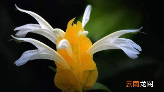 黄虾花叶打卷怎么办