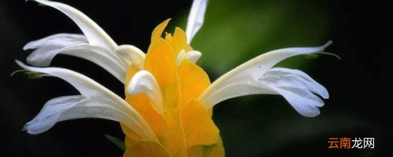 黄虾花叶打卷怎么办