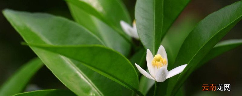 桔子树不开花怎么回事