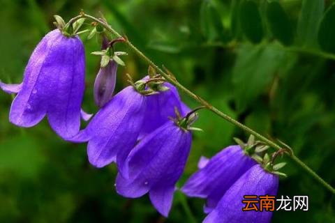 蓝风铃花保存方法