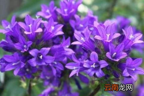 蓝风铃花保存方法