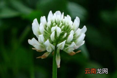 白车轴草的功效