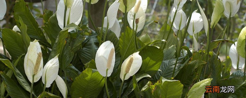 白鹤芋如何修剪