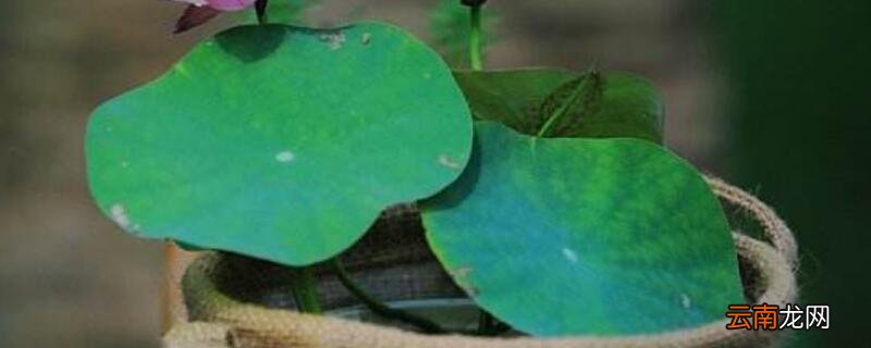 碗莲怎么分株