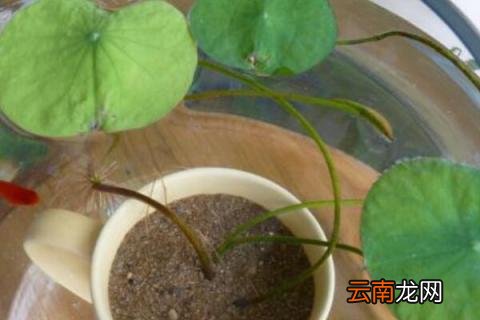 碗莲怎么分株