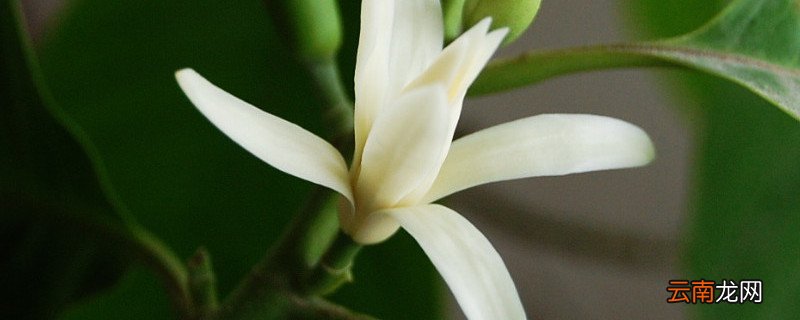 白兰花不开花是什么原因