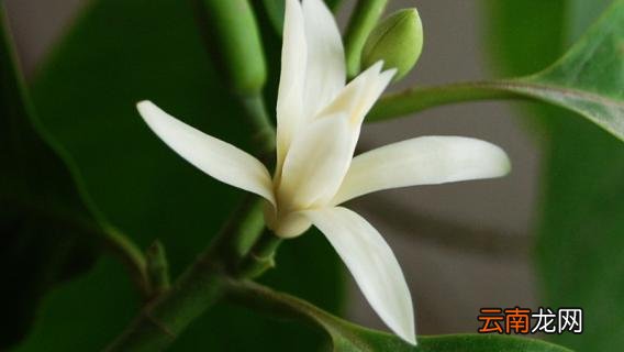 白兰花不开花是什么原因