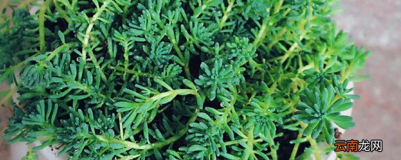 薄雪万年草如何繁殖