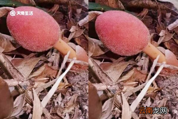 蛇菰的功效与作用 蛇菰的功效