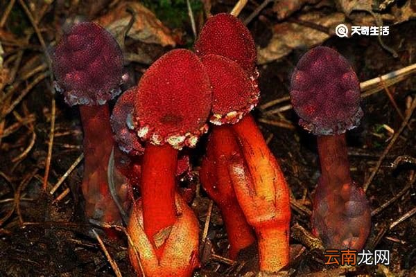 蛇菰的功效与作用 蛇菰的功效