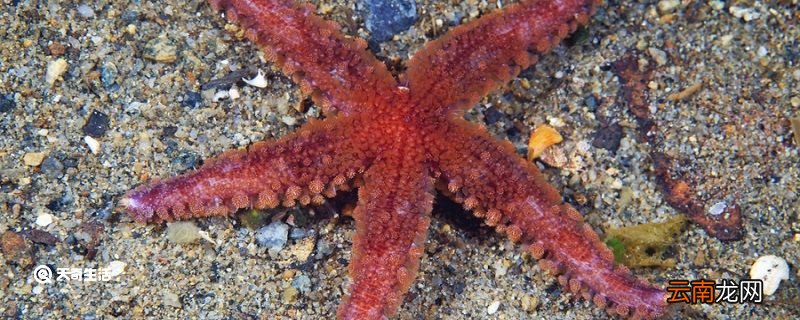 海星怎么进食 海星怎么吃东西