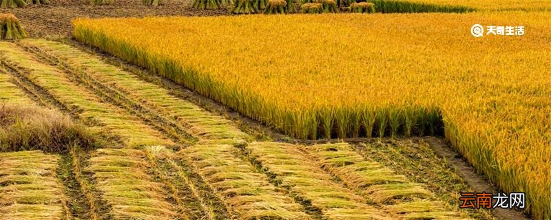 劳动节的节俗 劳动节的习俗有哪些