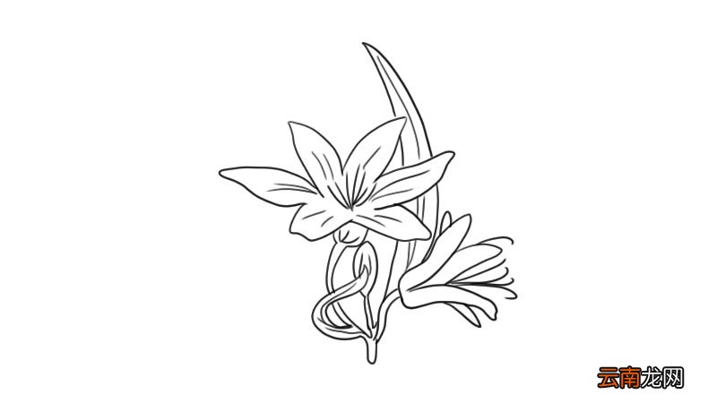 百合花简笔画 百合花怎么画