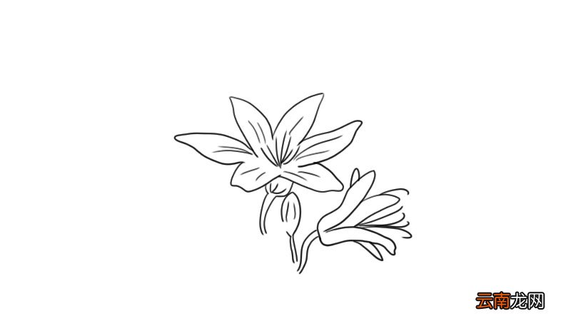 百合花简笔画 百合花怎么画