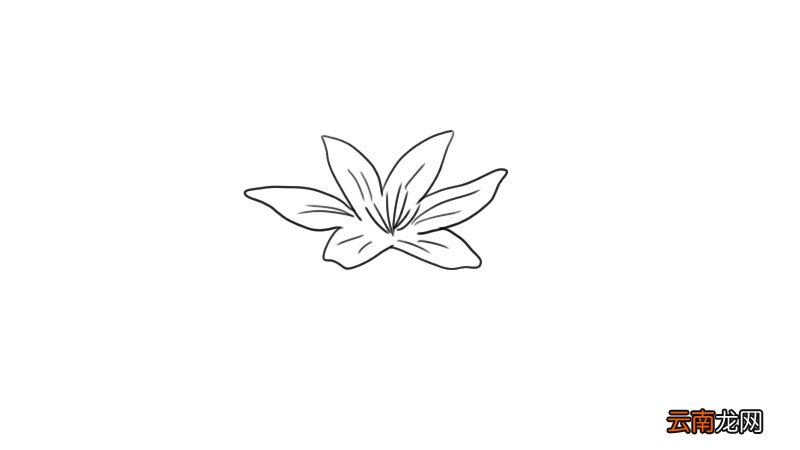 百合花简笔画 百合花怎么画