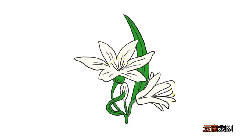 百合花简笔画 百合花怎么画