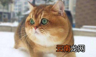 梦见死了猫是什么意思 代表上什么