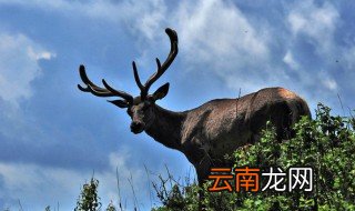 梦见一头鹿来撞自己 解梦结果分享