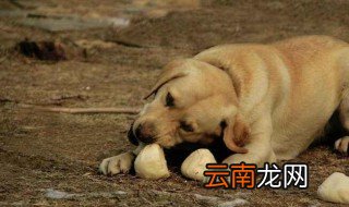 梦见别人叫我买狗是什么意思 预示着什么
