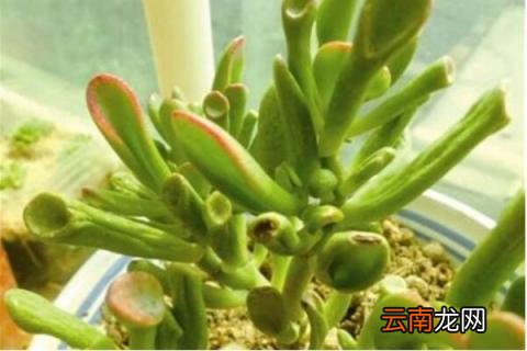筒叶花月能开花吗