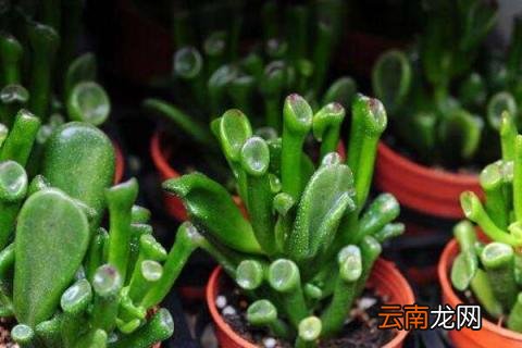 筒叶花月能开花吗