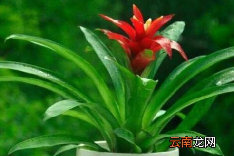 水塔花能晒太阳吗