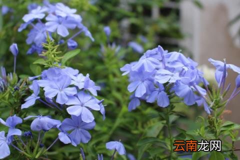 蓝雪花需要搭架子吗