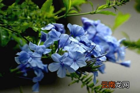 蓝雪花需要搭架子吗