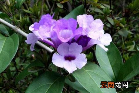 蒜香藤有毒吗有毒吗