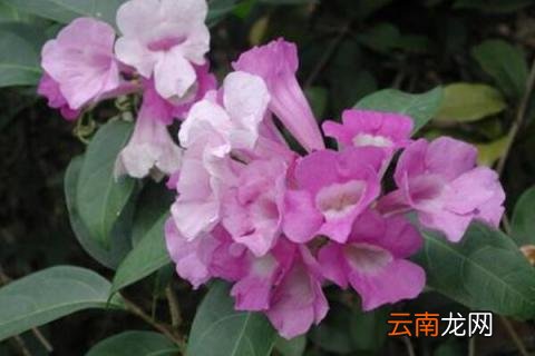 蒜香藤有毒吗有毒吗