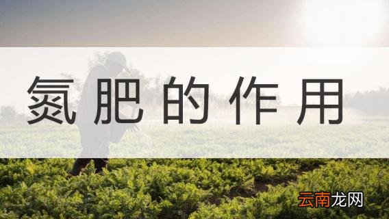 氮肥的作用