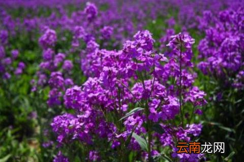 蓝香芥什么时候播种