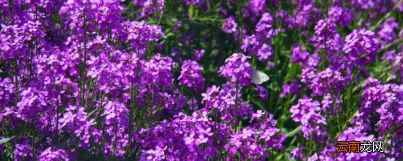 蓝香芥什么时候播种