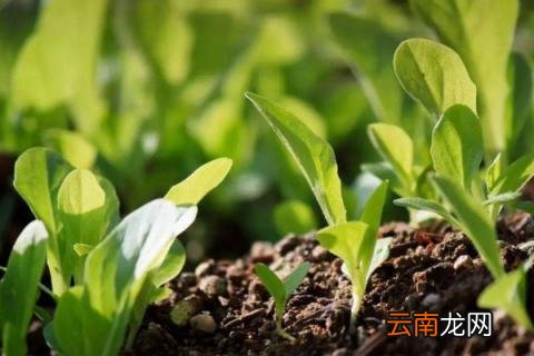 氮肥的作用